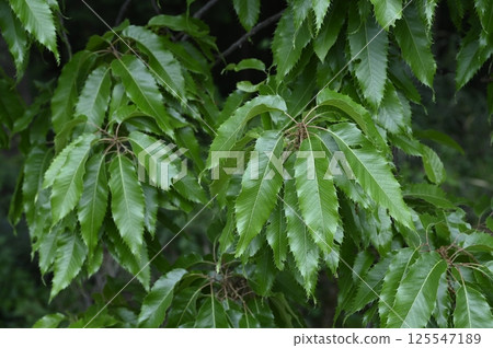 Walnut leaves 125547189