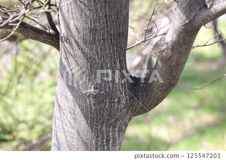 tree trees bark peel nature green woods outdoors mountain forest plants trunks thicket trees woods 125547203