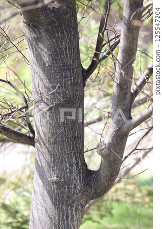 tree trees bark peel nature green woods outdoors mountain forest plants trunks thicket trees woods 125547204