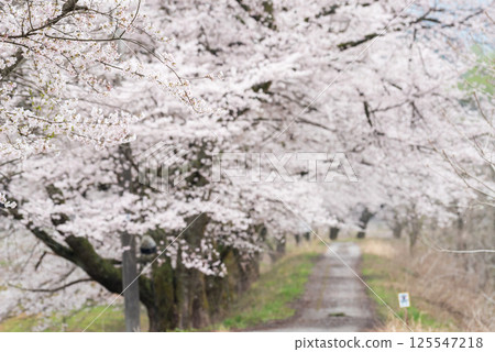 【夏井千本櫻】盛開的櫻花樹,綿延不絕 【夏井千本櫻】盛開的櫻花樹,綿延不絕 125547218