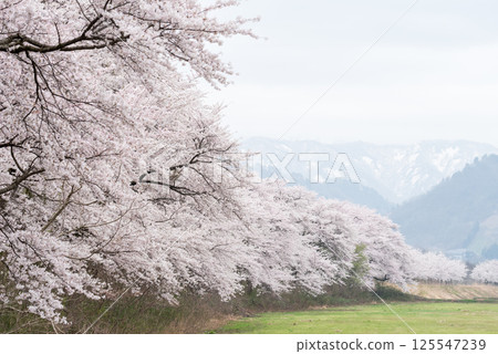 [Natsui's Senbonzakura] Endless rows of cherry trees in full bloom 125547239