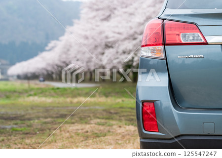 [Natsui's Senbonzakura] Endless rows of cherry trees in full bloom and cars 125547247