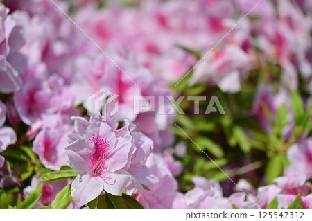 風景與藤花 125547312