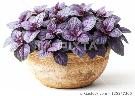 Potted basil plant with lush purple leaves on a white background. Herb in ceramic pot 125547360