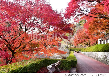 Izu City: Walking paths and autumn leaves at Shuzenji Niji no Sato Japanese Garden 125547403