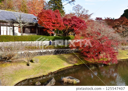 Izu City: Iris pond and autumn leaves at the Shuzenji Niji no Sato Japanese Garden 125547407