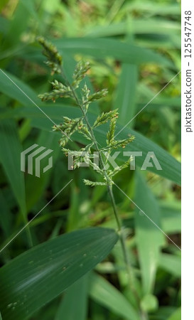 A close-up shot of a grass flower, showcasing its intricate details and texture. A close-up shot of a grass flower, showcasing its intricate details and texture. 125547748