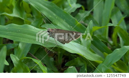 A brown skipper butterfly, possibly a Suastus gremius, rests on a vibrant green leaf, surrounded by lush foliage. A brown skipper butterfly, possibly a Suastus gremius, rests on a vibrant green leaf, surrounded by lush foliage. 125547749