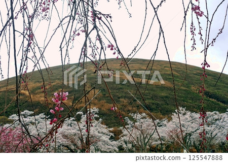 Various cherry blossoms and spring scenery of Mt. Omuroyama Various cherry blossoms and spring scenery of Mt. Omuroyama 125547888