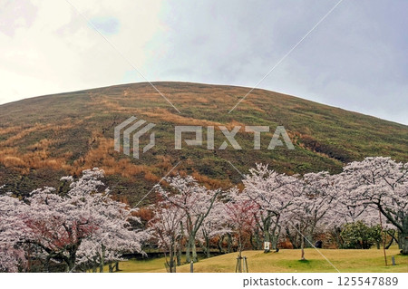 Various cherry blossoms and spring scenery of Mt. Omuroyama Various cherry blossoms and spring scenery of Mt. Omuroyama 125547889