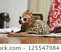 A slightly overweight adult miniature pinscher looking at me 125547984