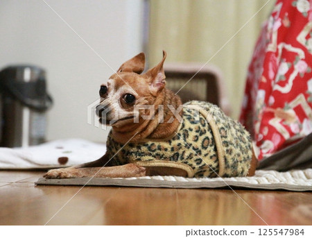 A slightly overweight adult miniature pinscher looking at me A slightly overweight adult miniature pinscher looking at me 125547984