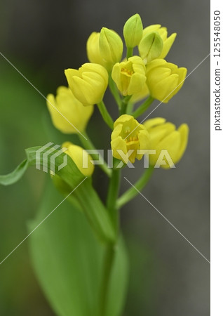 樹林裡盛開的金色蘭花 樹林裡盛開的金色蘭花 125548050