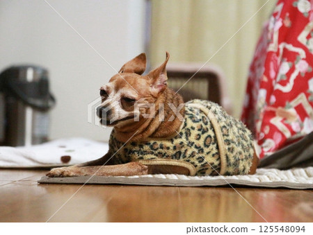 A sleepy, overweight adult Miniature Pinscher 125548094
