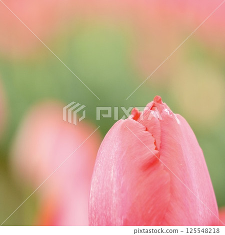 美麗的粉紅色鬱金香沐浴在春天的陽光下,色彩繽紛的特寫 美麗的粉紅色鬱金香沐浴在春天的陽光下,色彩繽紛的特寫 125548218