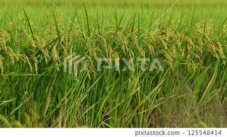 Rice field image 125548414