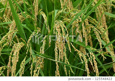Rice field image Rice field image 125548422