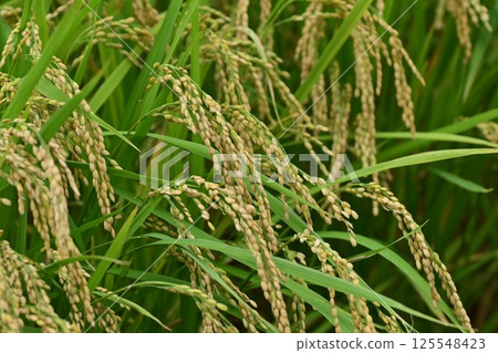 Rice field image Rice field image 125548423