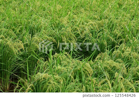 Rice field image Rice field image 125548426