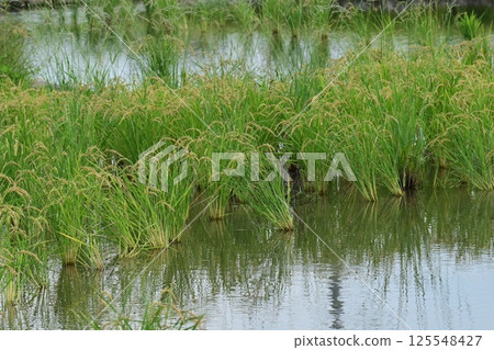 Rice field image 125548427