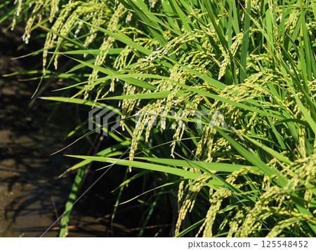 Rice field image 125548452