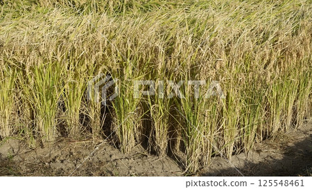 稻田圖像 125548461