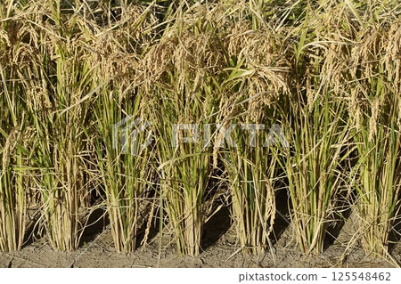 稻田圖像 125548462