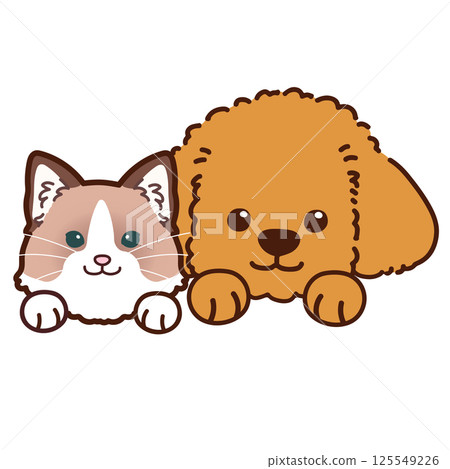 Simple and cute toy poodle and ragdoll Simple and cute toy poodle and ragdoll 125549226