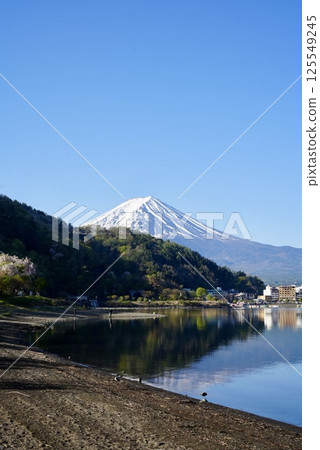 Snow-capped Mount Fuji and Lake Kawaguchi in spring Snow-capped Mount Fuji and Lake Kawaguchi in spring 125549245