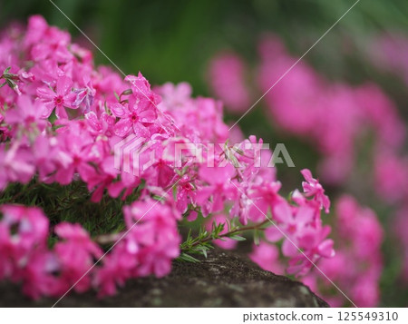 Small flower with pink color Small flower with pink color 125549310