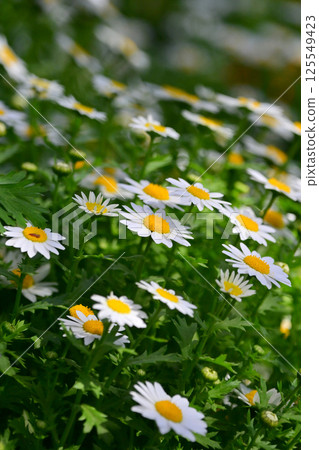 菊花,北極(菊花) 菊花,北極(菊花) 125549423