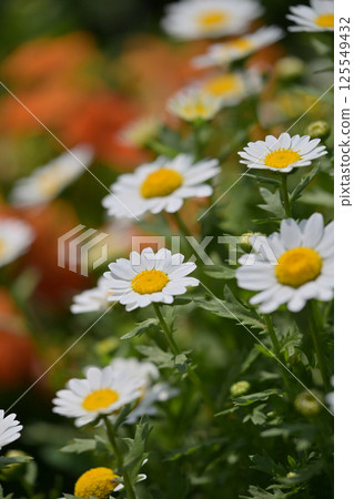 菊花，北極（菊花） 125549432