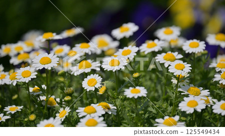 Chrysanthemum, North Pole (Chrysanthemum) Chrysanthemum, North Pole (Chrysanthemum) 125549434