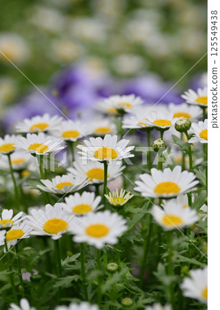 菊花,北極(菊花) 菊花,北極(菊花) 125549438