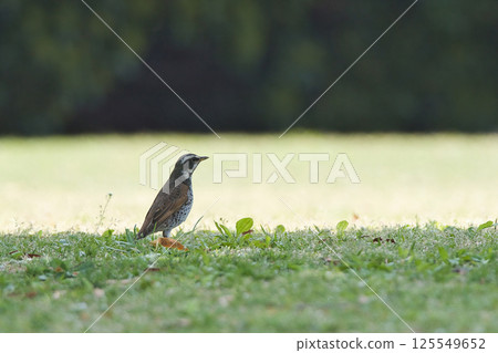 一隻畫眉鳥在草地上找食物 125549652