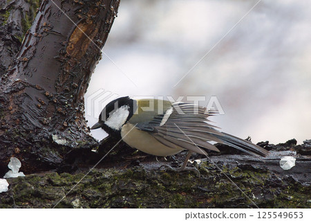 停在樹上的山雀 125549653