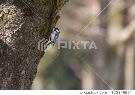 Tits that stop on trees Tits that stop on trees 125549654