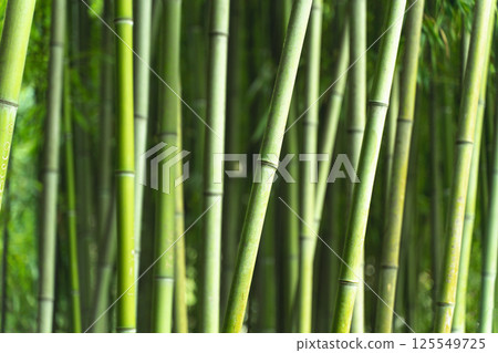 Bamboo forest background. Green thickets of bamboo plant in Asia. Japanese and Zen Aesthetics 125549725