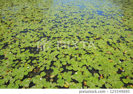 愛媛郡今治市花卉公園下平池風景 愛媛郡今治市花卉公園下平池風景 125549895