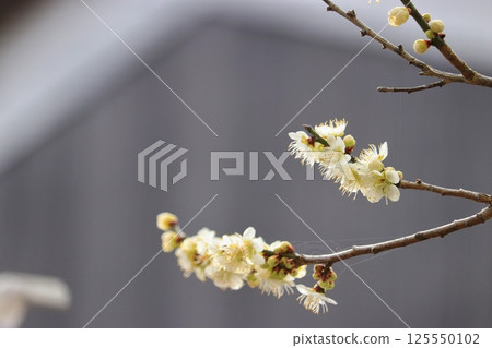 Tsukigase Plum Grove (Nara City, Nara Prefecture) Tsukigase Plum Grove (Nara City, Nara Prefecture) 125550102