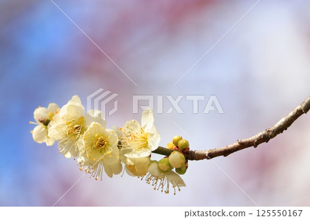 Tsukigase Plum Grove (Nara City, Nara Prefecture) Tsukigase Plum Grove (Nara City, Nara Prefecture) 125550167
