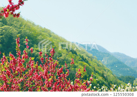 桃花與山巒 桃花與山巒 125550308