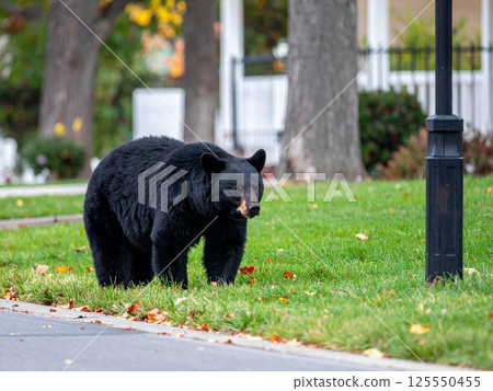 熊在居民區遊蕩 125550455