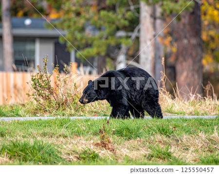 Bears roaming residential areas 125550457