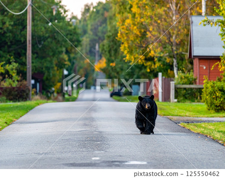 Bears roaming residential areas 125550462