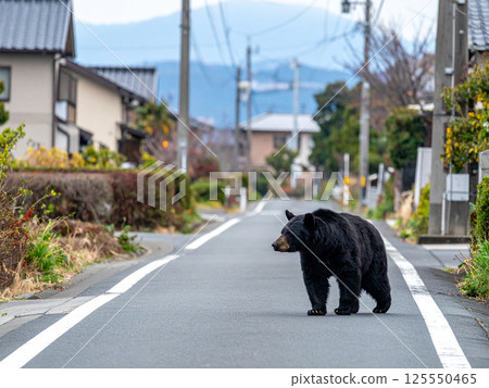 熊在居民區遊蕩 熊在居民區遊蕩 125550465