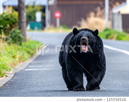 熊在居民區遊蕩 熊在居民區遊蕩 125550528