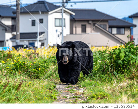熊在居民區遊蕩 熊在居民區遊蕩 125550534
