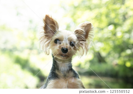 Fresh green and Yorkshire terrier Fresh green and Yorkshire terrier 125550552