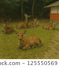 Deers relaxing in the forest 125550569